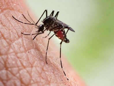 11-tips-and-tricks-to-prevent-mosquito-bites