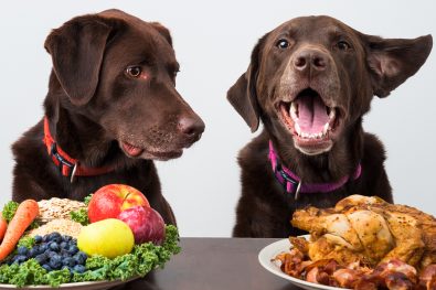 18-dangerous-foods-your-dog-should-never-eat