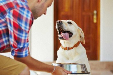 research-suggests-that-people-and-their-dogs-share-the-risk-of-diabetes