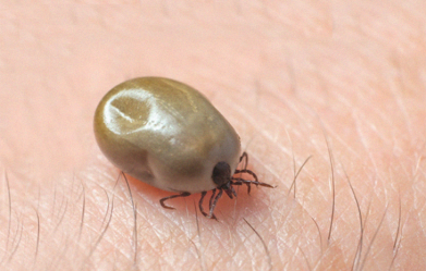 here-are-the-most-common-symptoms-of-lyme-disease-according-to-experts