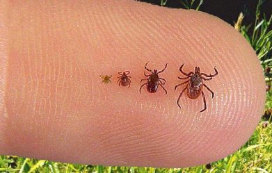 deadly-tick-borne-diseases-may-be-treatable-using-special-nanobodies-rather-than-antibiotics