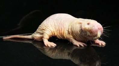 scientists-find-how-naked-mole-rats-may-be-the-solution-to-curing-cancer-and-dementia