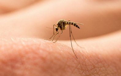 why-mosquitos-bite-and-what-you-should-actually-be-using-to-prevent-them-from-sucking-your-blood