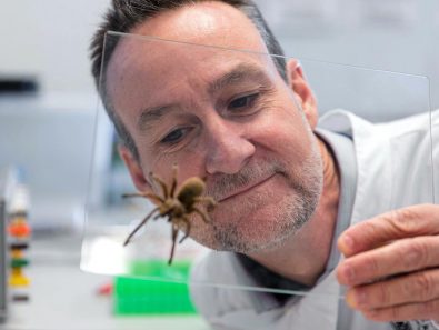 protein-from-deadly-spider-venom-could-be-the-answer-to-treating-heart-attacks