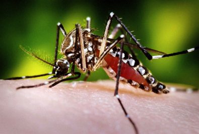 groundbreaking-trial-successful-at-eradicating-disease-carrying-mosquitoes