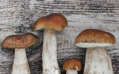 study-talks-about-link-between-eating-mushrooms-and-a-lowered-risk-of-depression