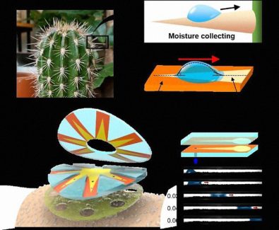 sweat-collecting-patch-influenced-by-cactus-spines-could-make-blood-pricking-for-diabetics-unnecessary