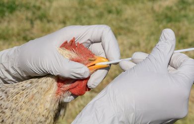 the-united-states-reports-its-very-first-case-of-bird-flu-in-a-human