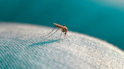 clothing-colors-that-help-you-avoid-mosquito-bites-during-summer