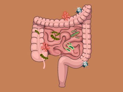 gut-microbiome-and-the-changes-that-take-place-during-menopause