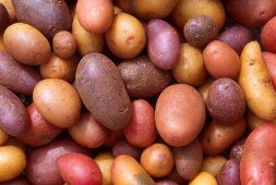 study-shows-that-potatoes-arent-bad-its-just-their-unfair-reputation