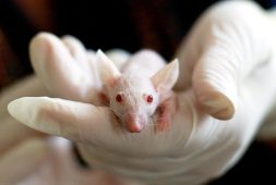 crispr-gene-editing-technique-managed-to-reverse-permanent-vision-loss-in-mice-from-retinitis-pigmentosa