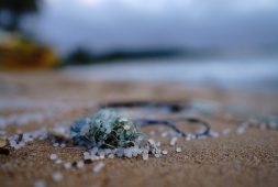 breakthrough-discovery-our-immune-system-guards-against-microplastics
