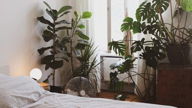 plants-placed-in-a-room-could-help-fight-colds-and-flu-by-cleaning-the-air-around