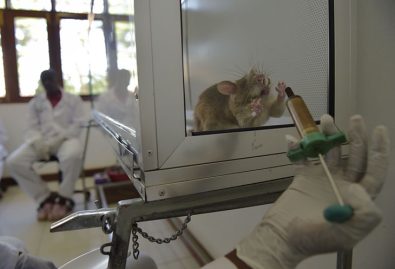 rats-trained-to-smell-tuberculosis-and-have-proven-to-be-more-sensitive-than-microscope-testing