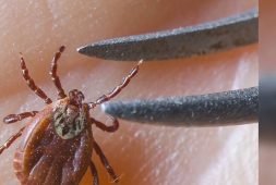 new-lyme-disease-immunization-method-targets-microbiomes-found-in-ticks-and-mosquitoes