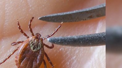 new-lyme-disease-immunization-method-targets-microbiomes-found-in-ticks-and-mosquitoes