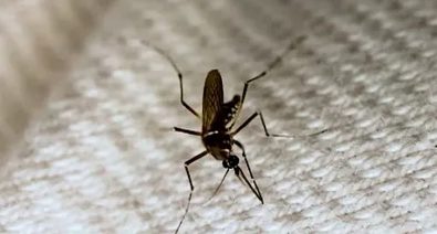 entomologist-creates-fabric-weaved-to-block-mosquito-bites
