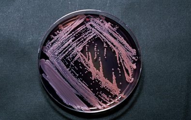 bacteria-dark-matter-the-new-source-of-a-potent-antibiotic