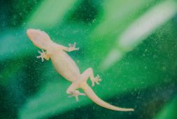 lizard-tail-regeneration-could-possibly-lead-to-treatments-for-arthritis-new-study-finds