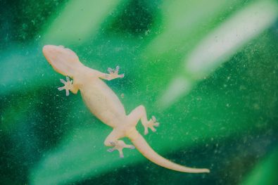 lizard-tail-regeneration-could-possibly-lead-to-treatments-for-arthritis-new-study-finds