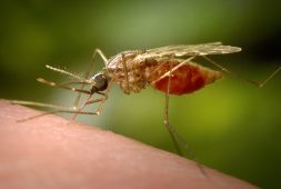 first-malaria-cases-in-the-us-reported-after-2-decades