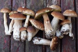 porcini-mushrooms-one-of-the-rarest-essential-vitamins-in-the-world