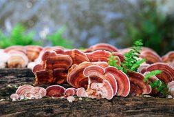 product-derived-from-a-certain-mushroom-could-be-the-secret-of-preventing-cancer