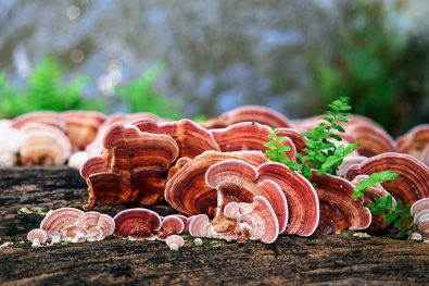 product-derived-from-a-certain-mushroom-could-be-the-secret-of-preventing-cancer
