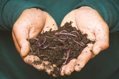 earthworms-enhance-global-crop-yields-by-140-million-tons