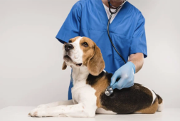 a-new-and-mysterious-respiratory-illness-is-ailing-dogs-and-vets-are-concerned