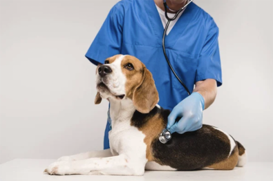a-new-and-mysterious-respiratory-illness-is-ailing-dogs-and-vets-are-concerned