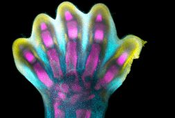 scientists-successfully-mapped-limb-development-and-showed-stages-of-development