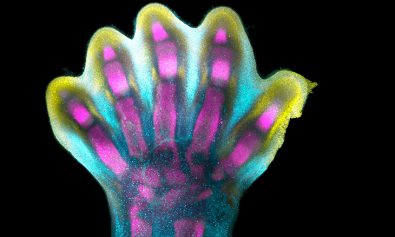 scientists-successfully-mapped-limb-development-and-showed-stages-of-development