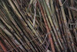fight-against-antibiotic-resistant-bacterial-infections-finds-new-weapon-in-plant-toxins-fatal-to-sugarcane