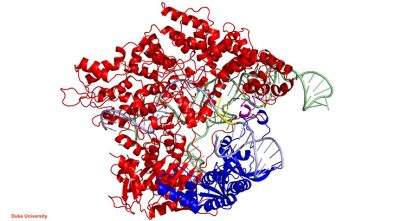 new-enzyme-now-lets-crispr-technology-to-correctly-target-almost-any-human-gene