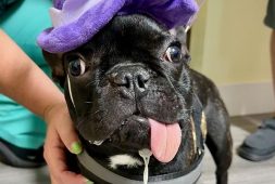 tyson-the-bulldog-miraculously-regrows-part-of-his-jaw-after-cancer-surgery
