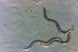 researchers-discovery-genetically-varied-worms-in-chernobyl-and-believe-they-can-help-human-cancer-research