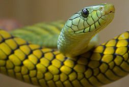 scientists-discover-potential-universal-anti-venom-to-treat-a-variety-of-snakebites-from-kraits-to-king-cobras