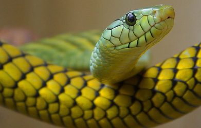 scientists-discover-potential-universal-anti-venom-to-treat-a-variety-of-snakebites-from-kraits-to-king-cobras
