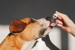 scientists-look-into-the-benefits-of-cbd-oil-for-our-pets