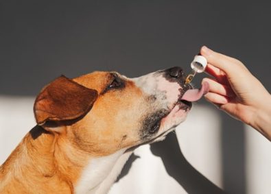 scientists-look-into-the-benefits-of-cbd-oil-for-our-pets